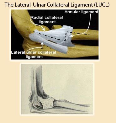Lateral Ulnar Collateral Ligament