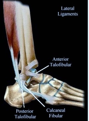 Lateral Ankle Ligaments